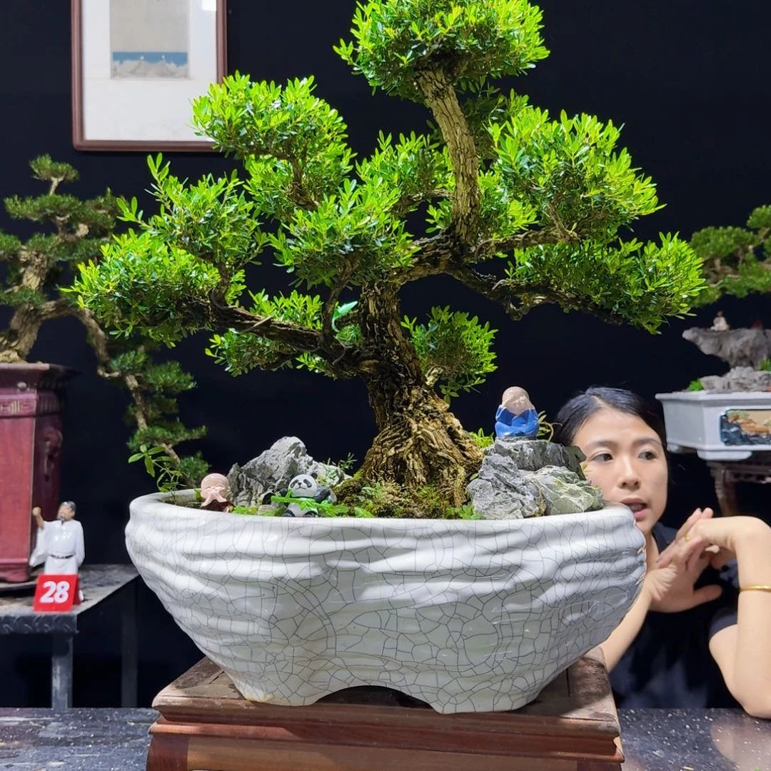 无花朵黄杨盆景四季常绿