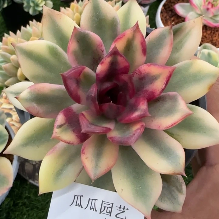 1604火焰山锦多肉植物的