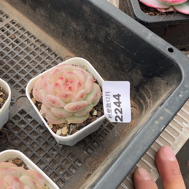 阿雅园艺。      2244胖墩