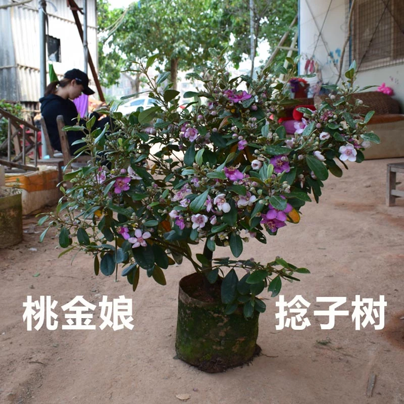 山捻子桃金娘树苗别墅庭院四季种植阳台观赏花树常青绿化盆栽绿植