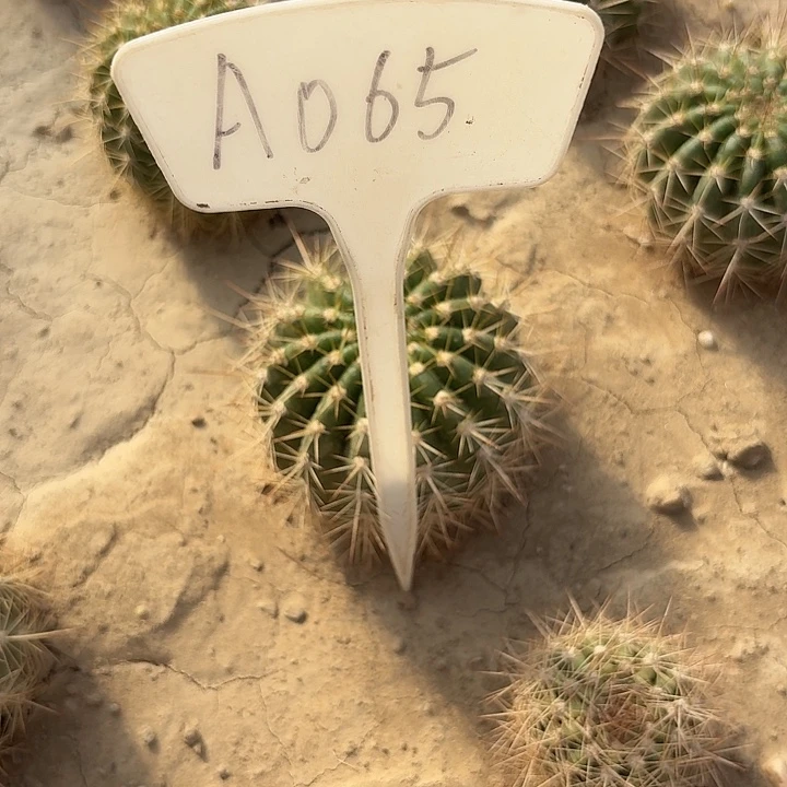 徘*?A065,3-287瑕疵歪头