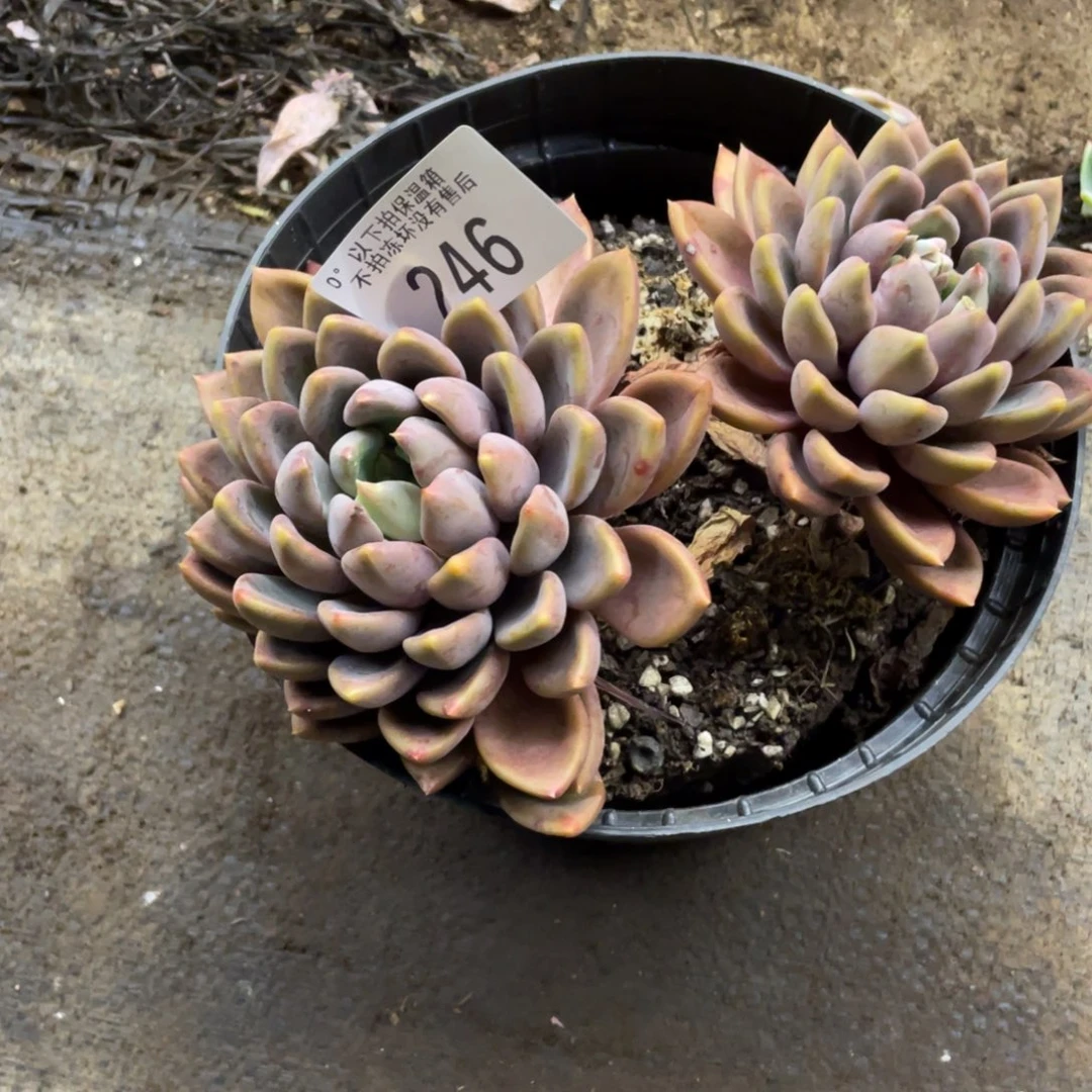 Ｌ****黑大帅多肉246象牙