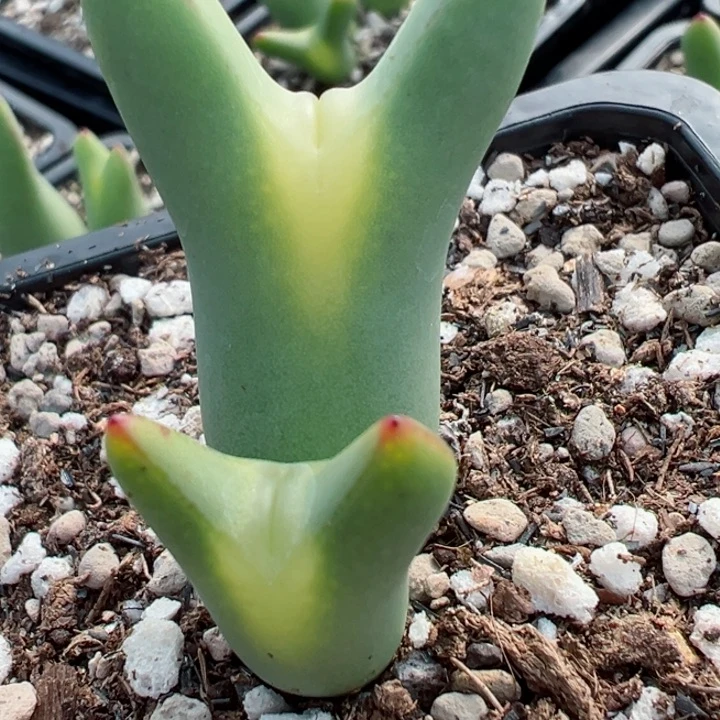 叮*猫337号1111111111111111