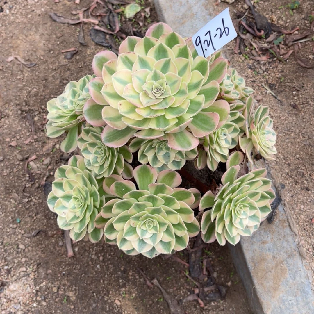 9-27-26玉姿法师锦多肉