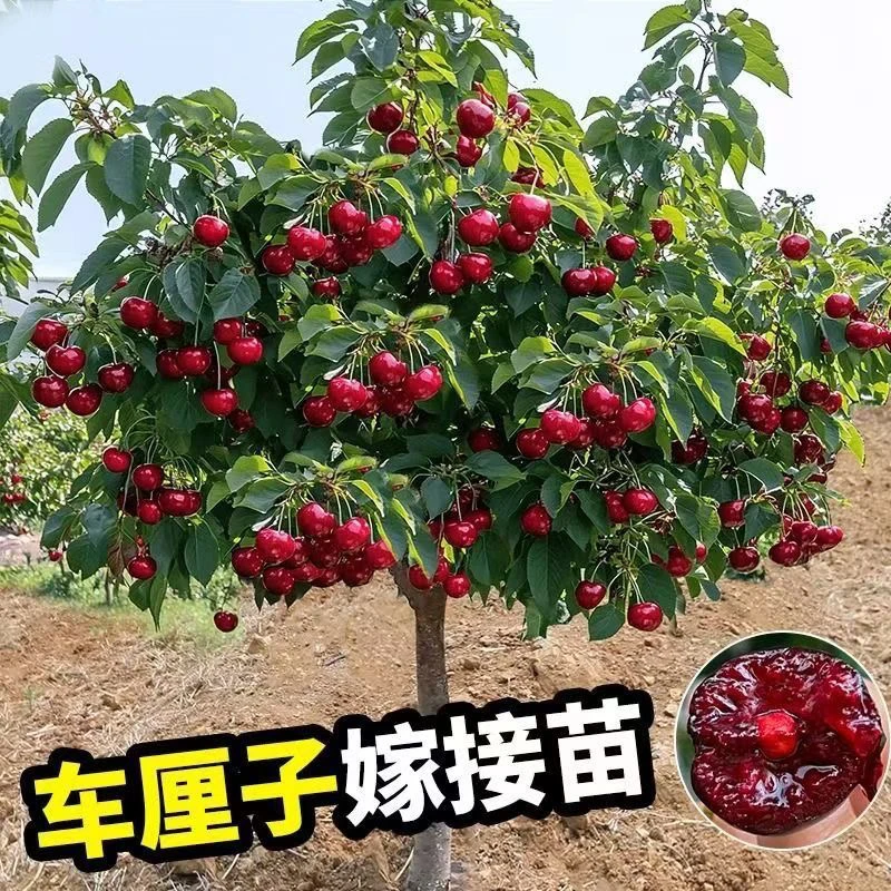 樱桃树苗盆栽庭院果树车厘子南北方种植耐俄罗斯八号樱桃果树