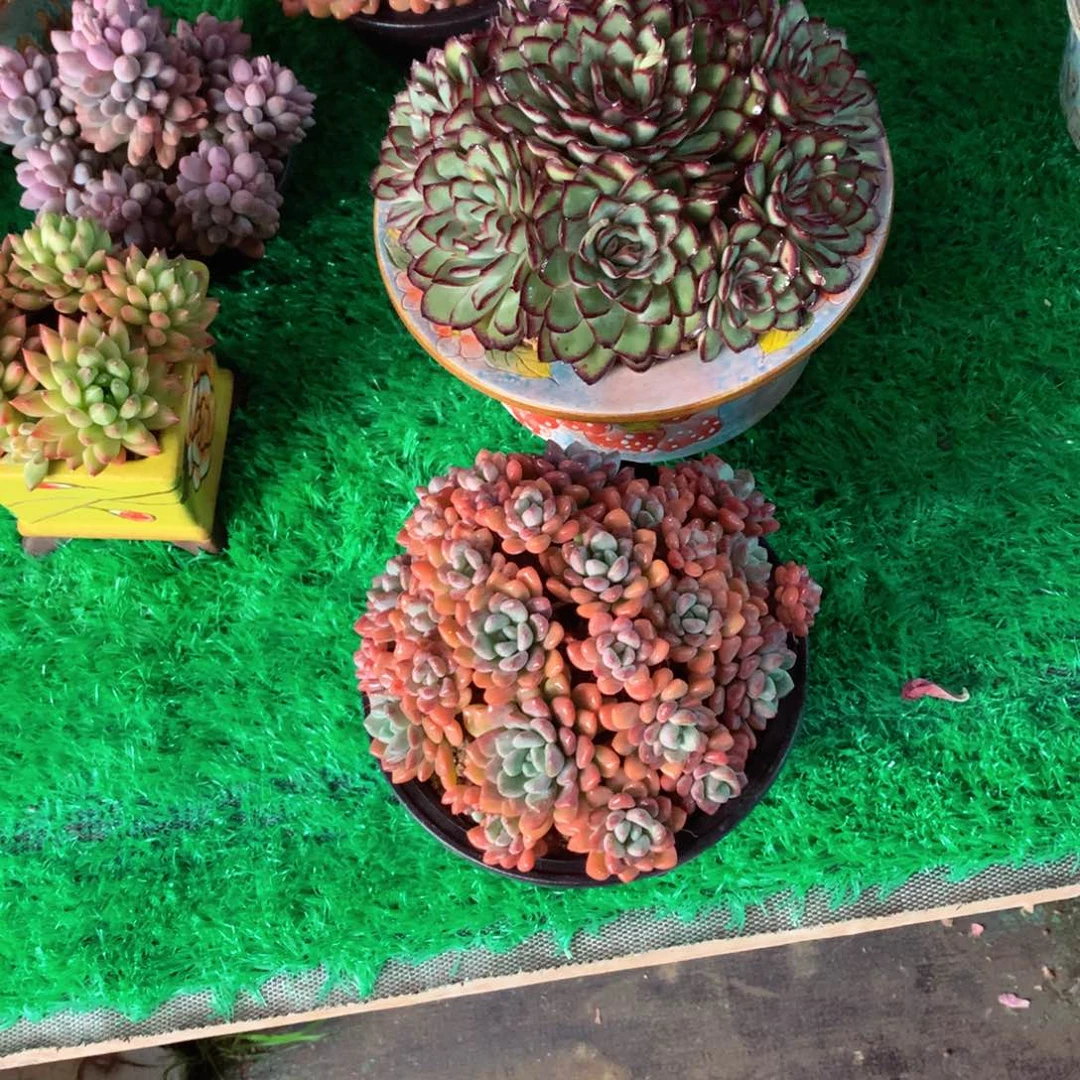 大****?一物一拍一物一拍