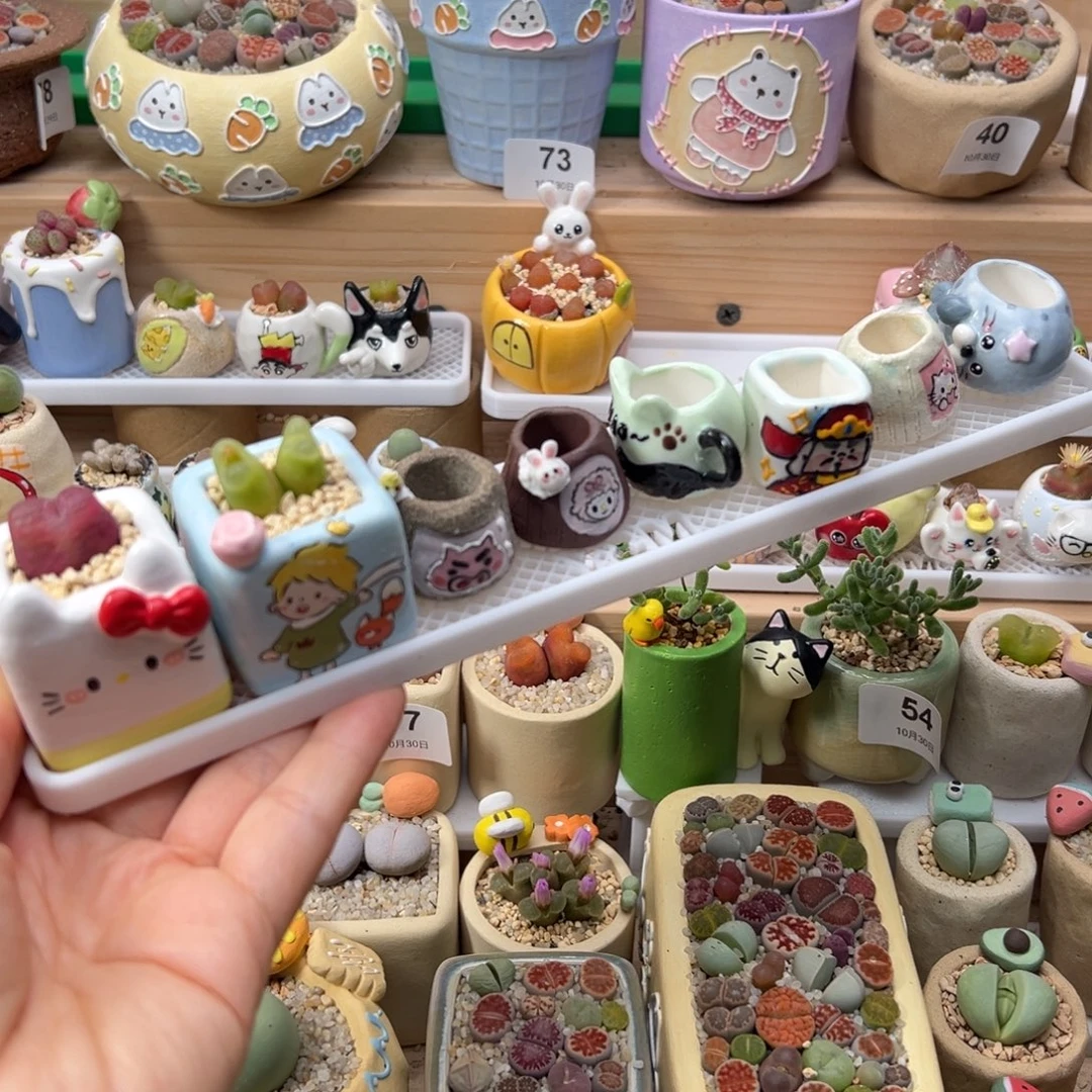 反***火多肉植物128号看着种