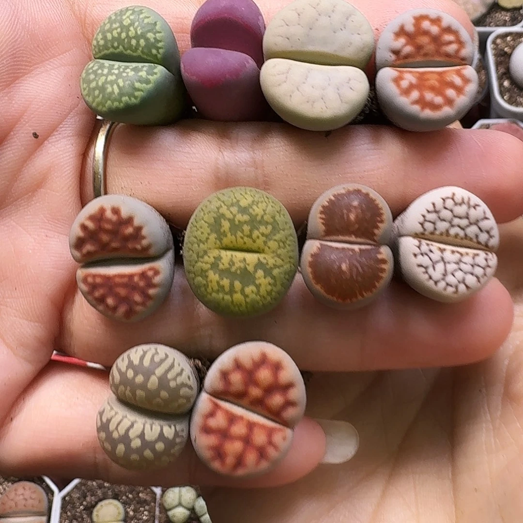 生石花111111。   293