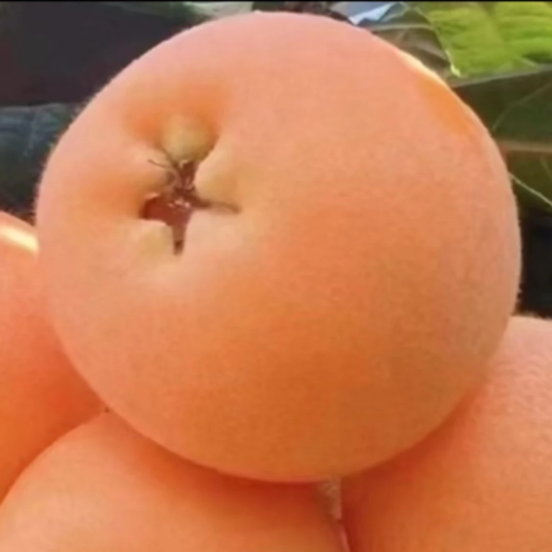 农家自产天然枇杷熟了榴莲季