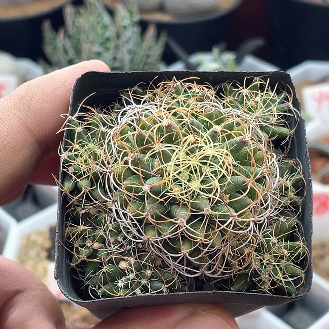 实生黄金卷叶琴丝仙人球