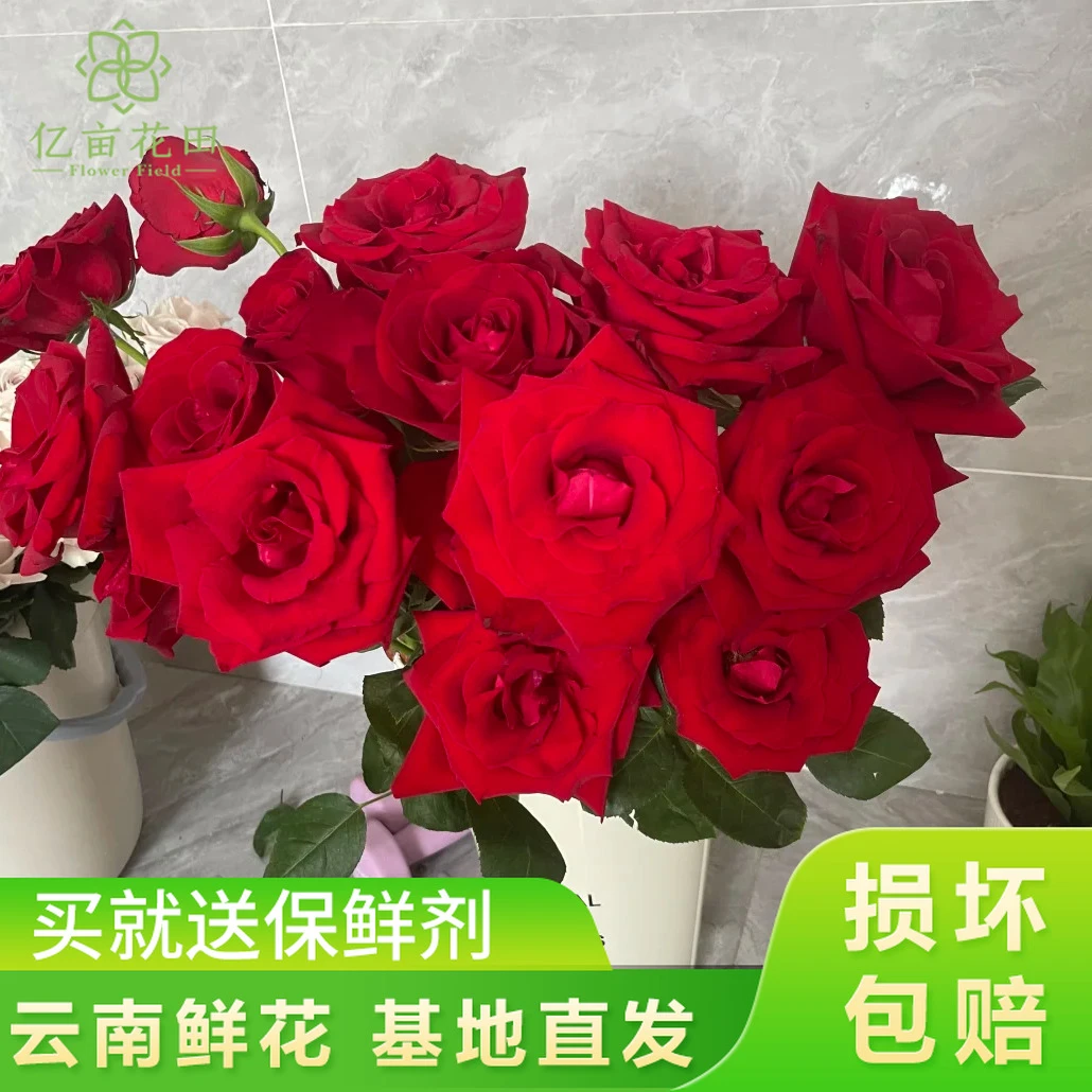 【卡罗拉红玫瑰20支】云南鲜花 全店任意两件升级顺丰送货上门