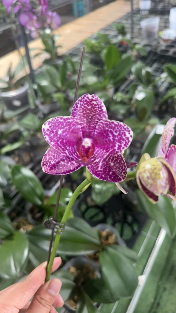 【实生紫色系列】蝴蝶兰2.8寸发货（花受损无售后）