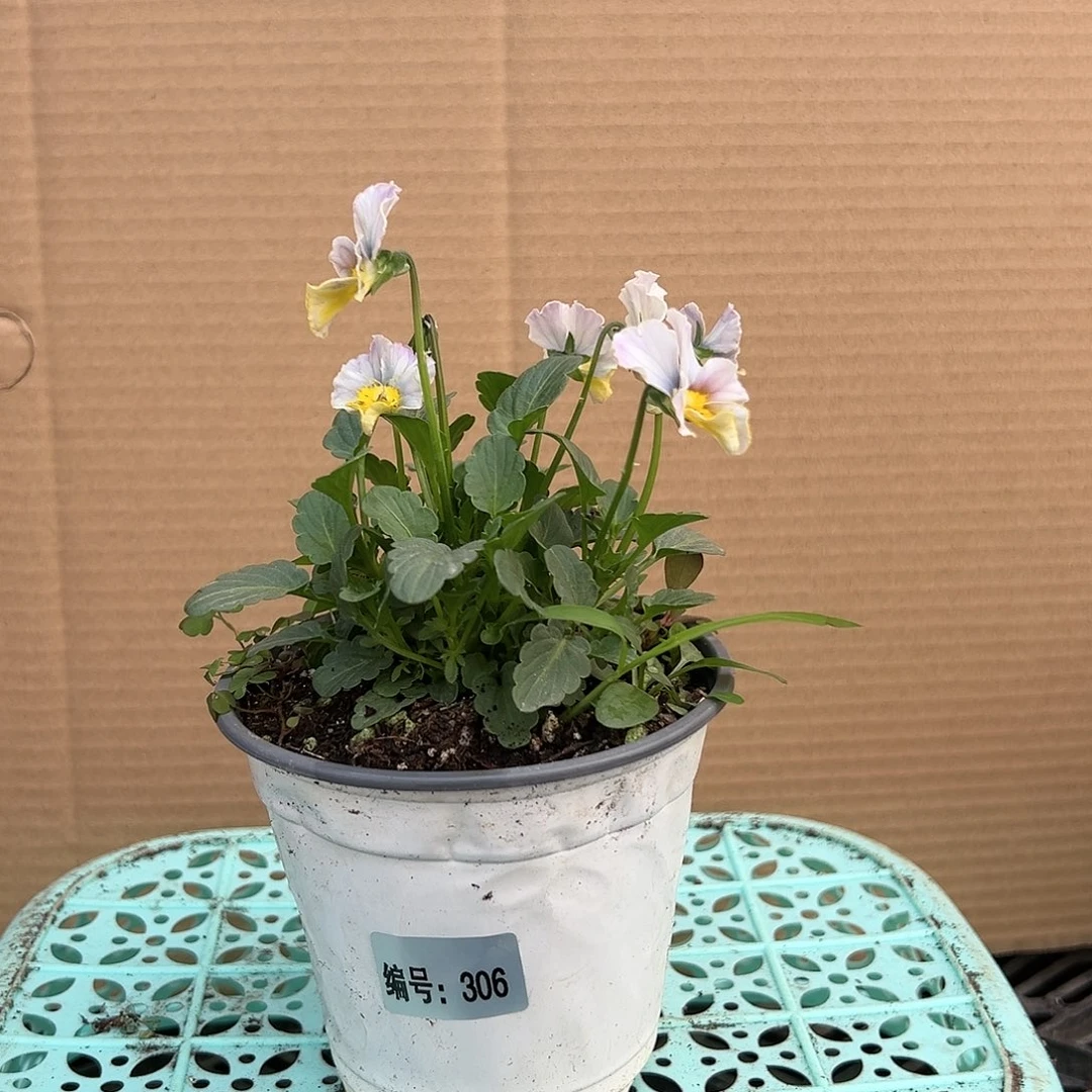 【闪购商品】完全开放306号