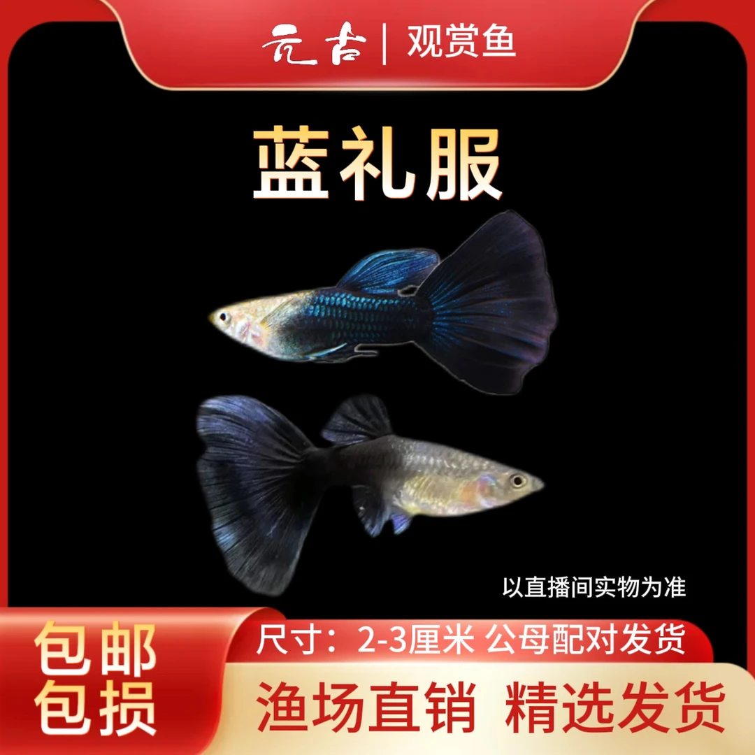 蓝礼服孔雀鱼 精品孔雀鱼 公母搭配可繁殖 小型淡水鱼观赏鱼