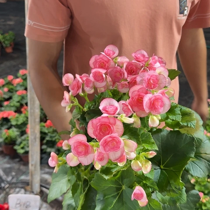 大部分花苞少量开放丽格浪漫