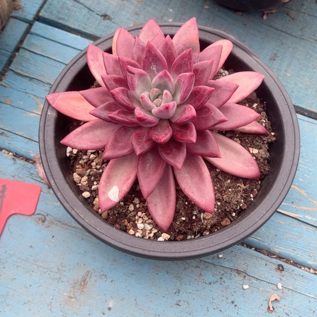 精品多肉植物老桩