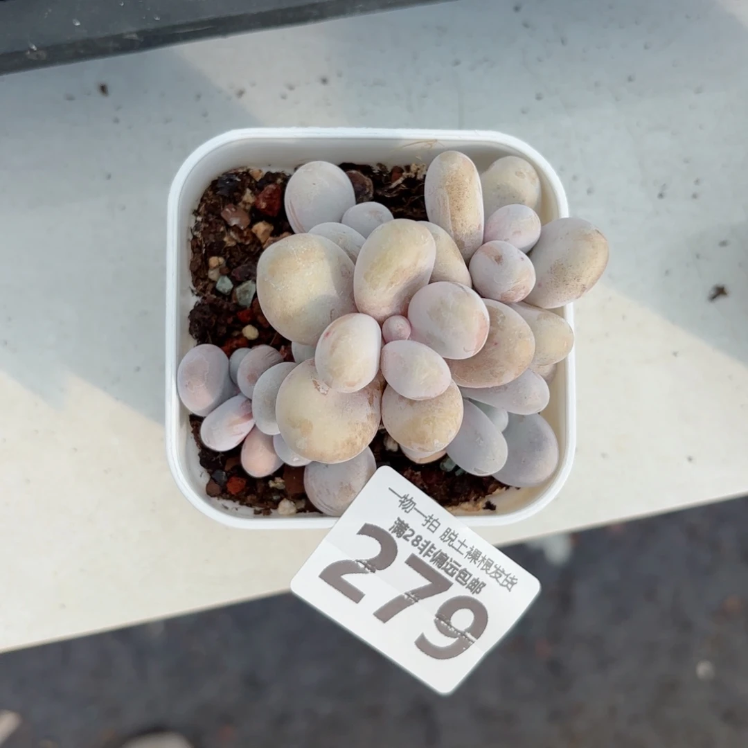 奶酪老桩无盆土发货