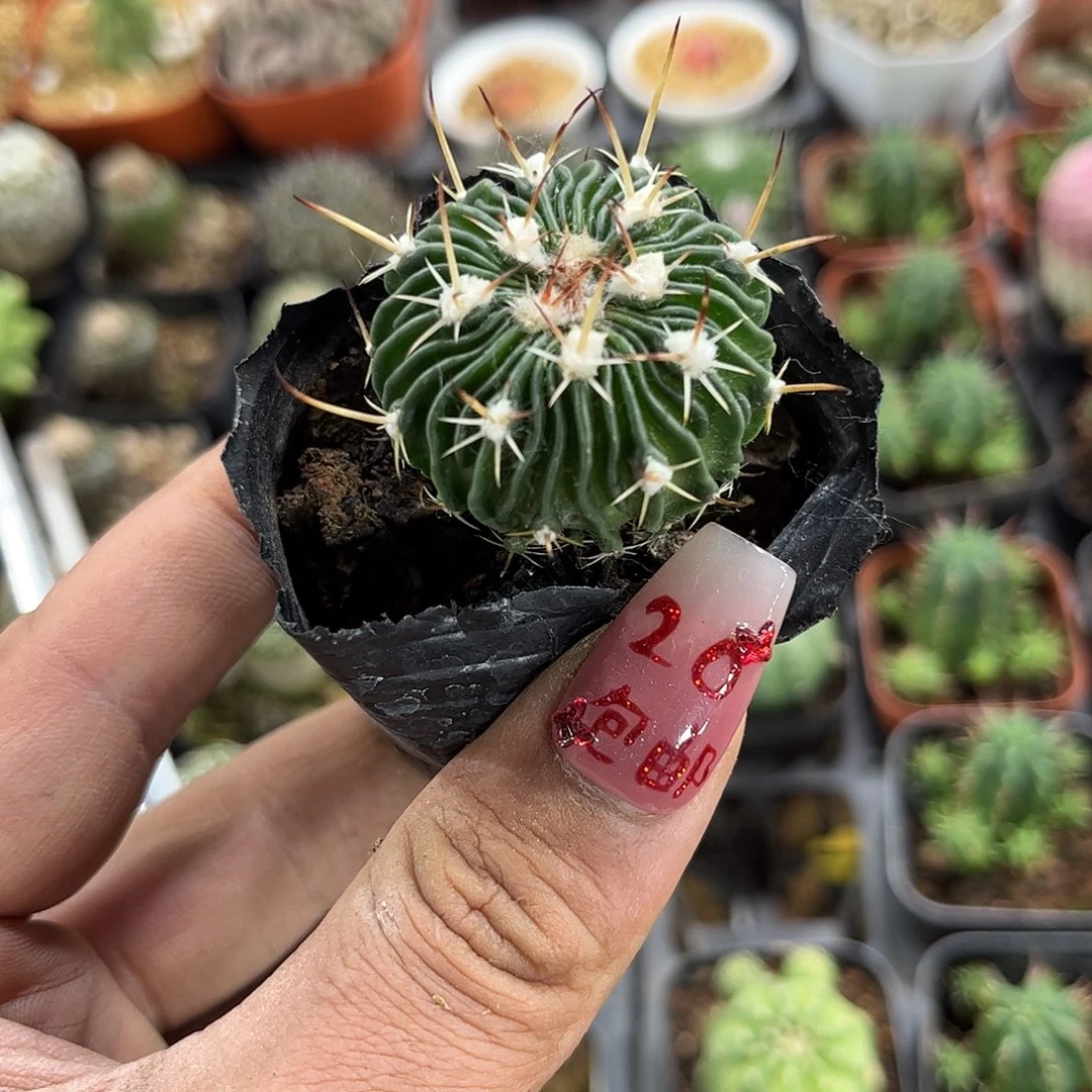 小****王107121一物一拍单头发货