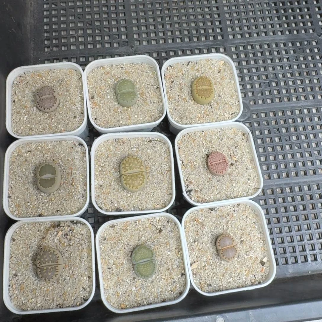 不***好0726-52饼干饼干饼干