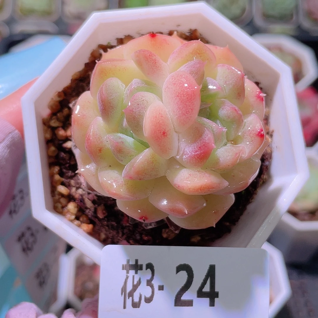 花利美3-24精选糖心