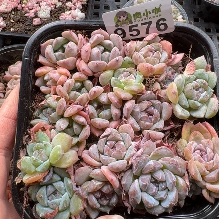 当前无花朵，栽培后可花朵多肉植物多肉植物