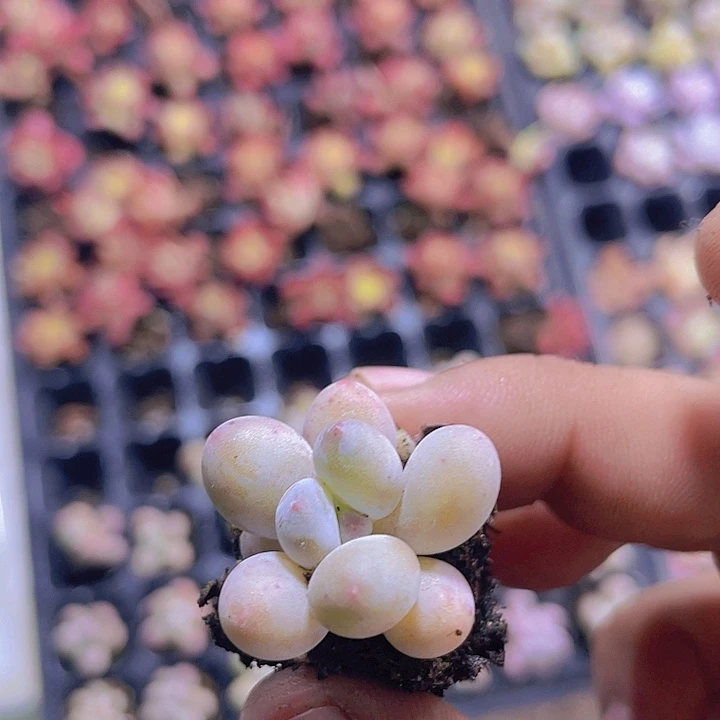 苹果奶【满10颗包邮】