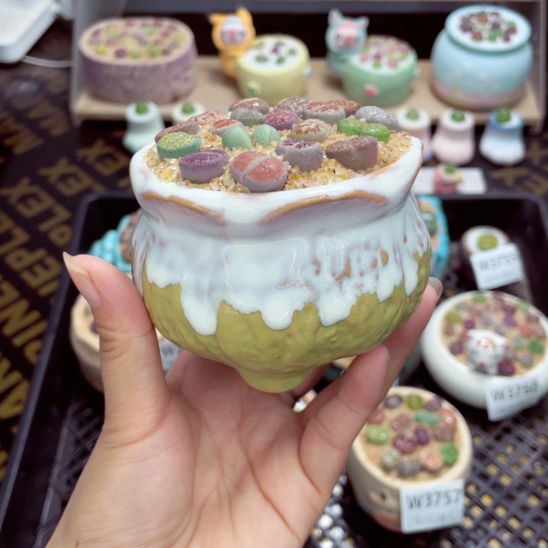 w3758 带盆土发货一物一拍