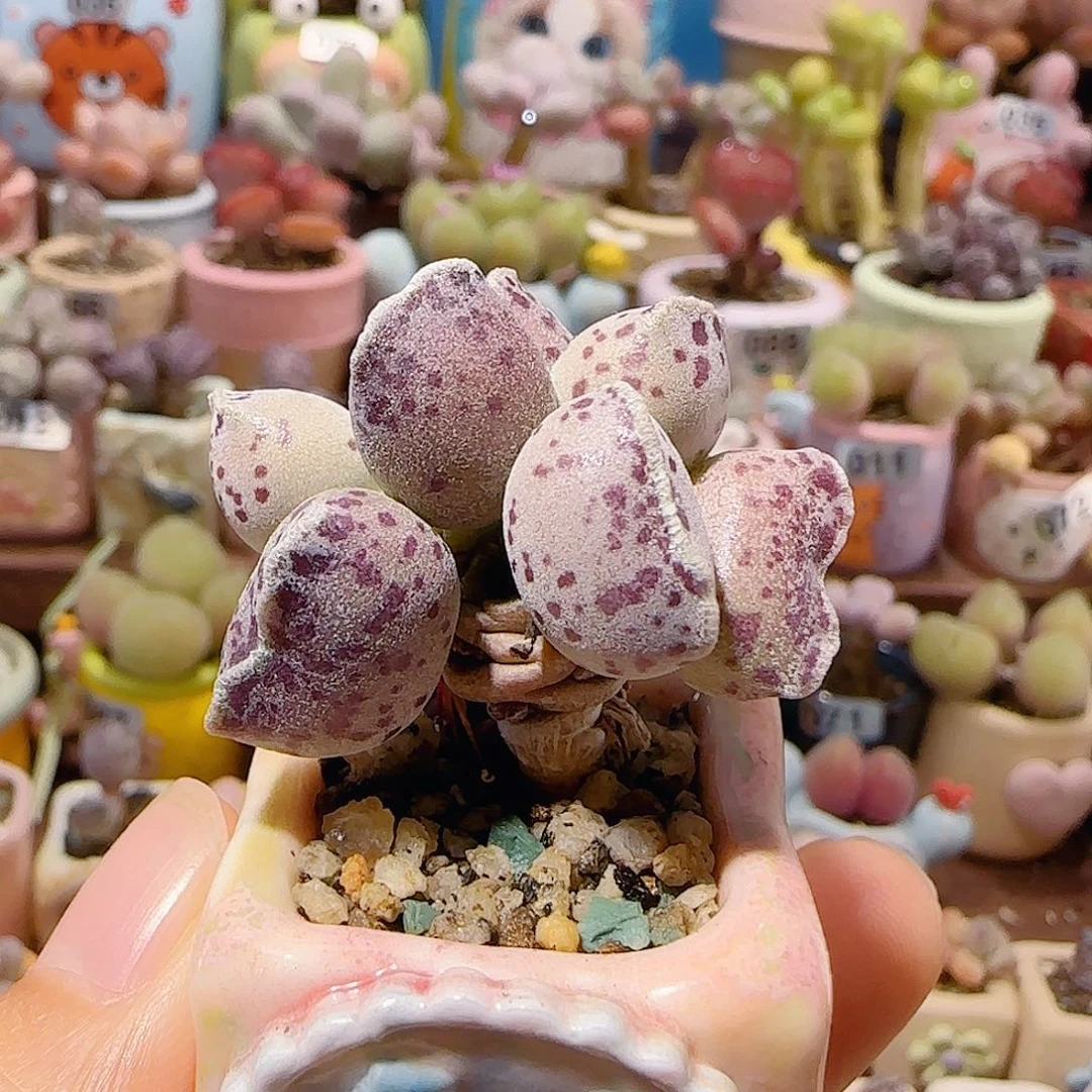 T小树造型宽耳朵猫耳海豹盆口2.5cm