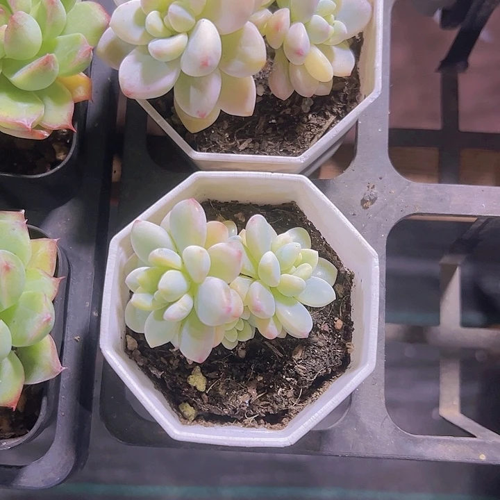 劳尔锦精品多肉植物