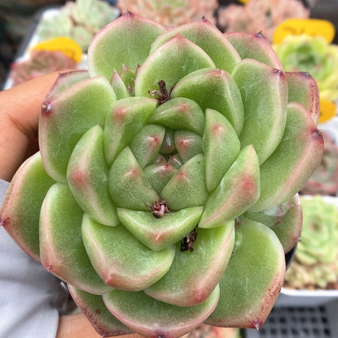 珍妮麦秆可拍436号。