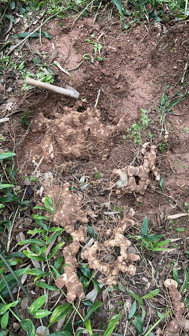 啊桥的资格高山货推荐【黄姜】