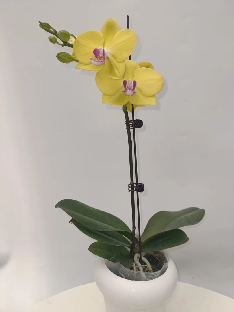 欢然花田培植蝴蝶兰（甜格格）单梗