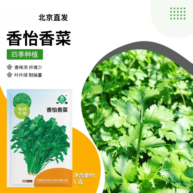 【农科院中蔬】大叶香菜种子阳台蔬菜耐寒蔬菜种子小香菜种子香菜籽