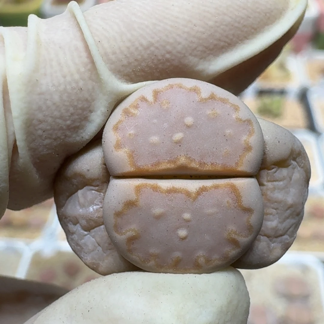 昨****来0306-63饼干编号216