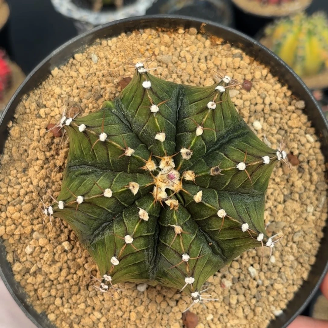 泰系米哈实生脱土发带盆150