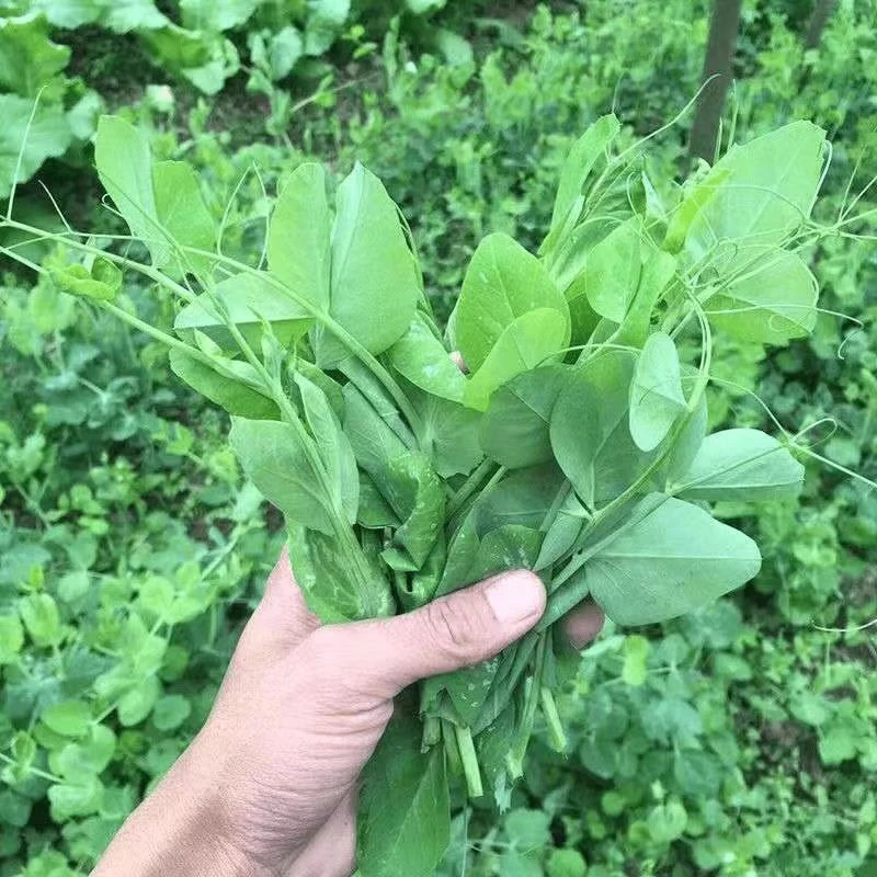 好吃豌豆苗种子无须豌豆尖种子尖芽苗菜种子四季阳台豌豆苗种子