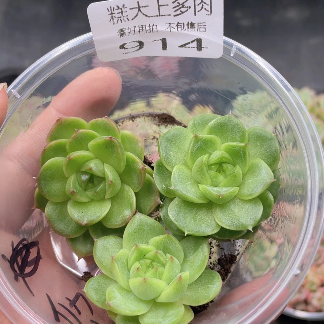 糕大上多肉植物914