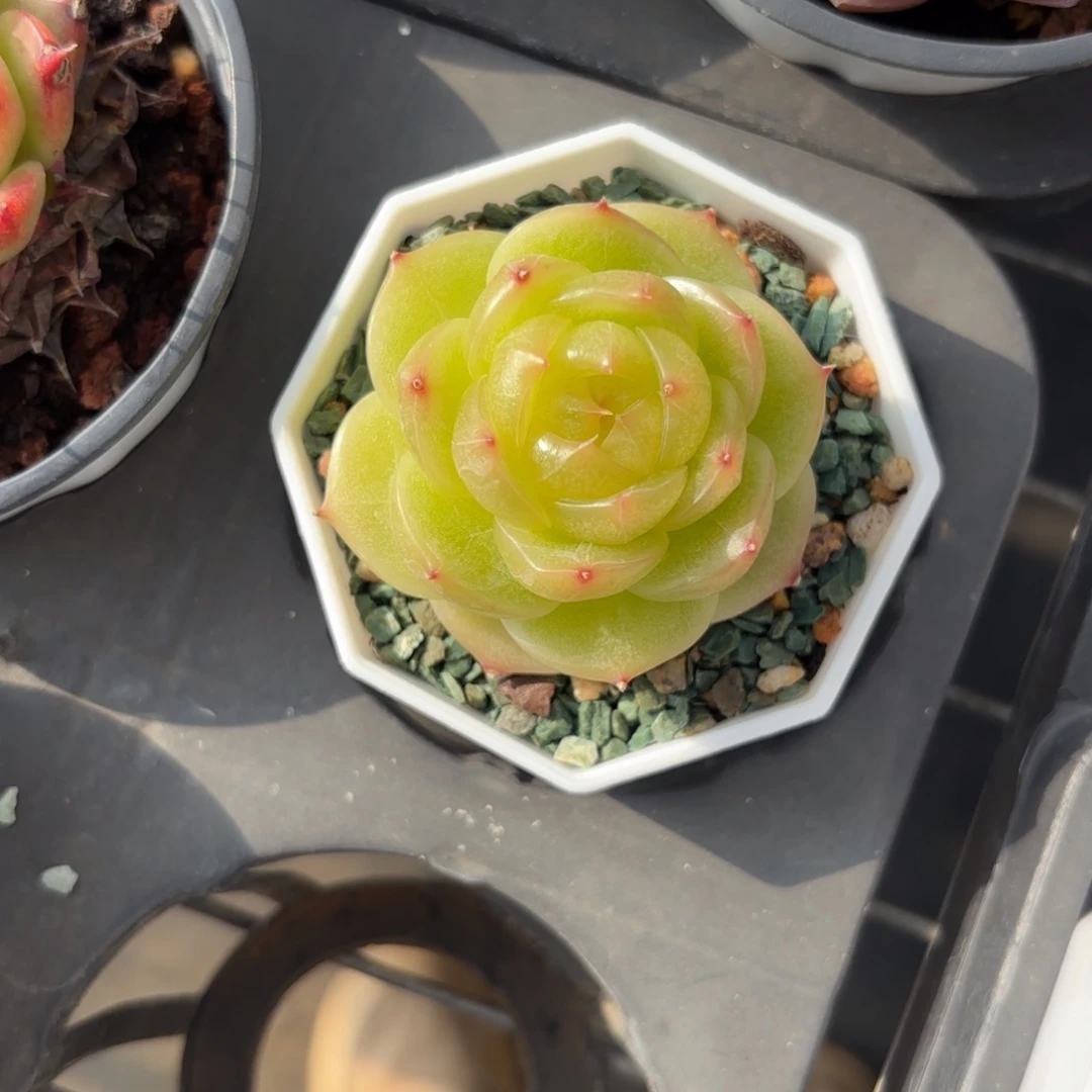 灵耀珍妮一物一拍