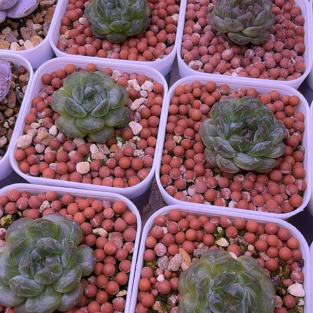 白色恋人2颗一物一拍可挑
