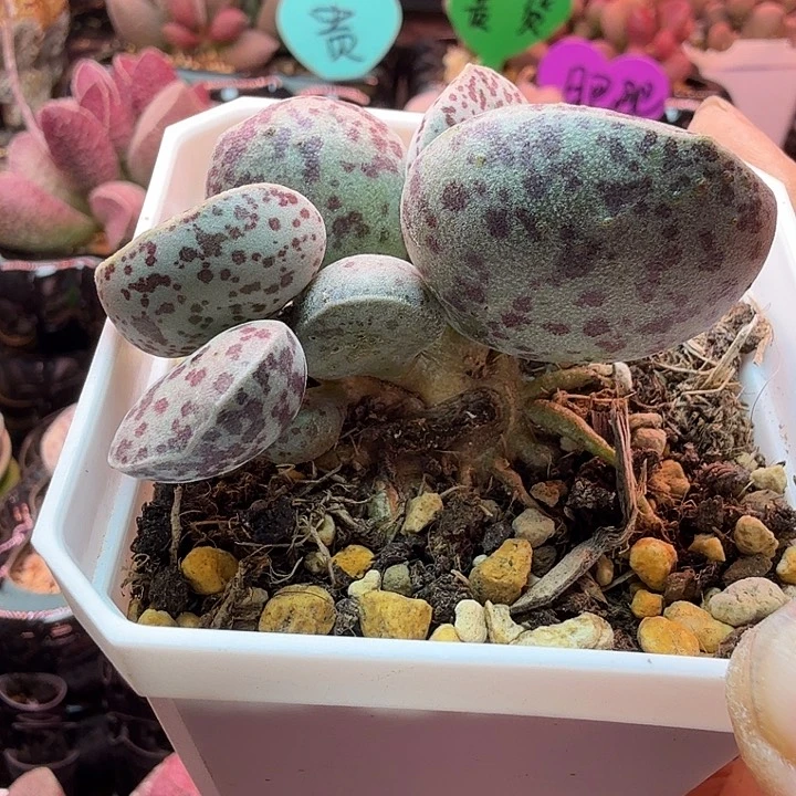 M**o水蜜桃的味道真的很好闻