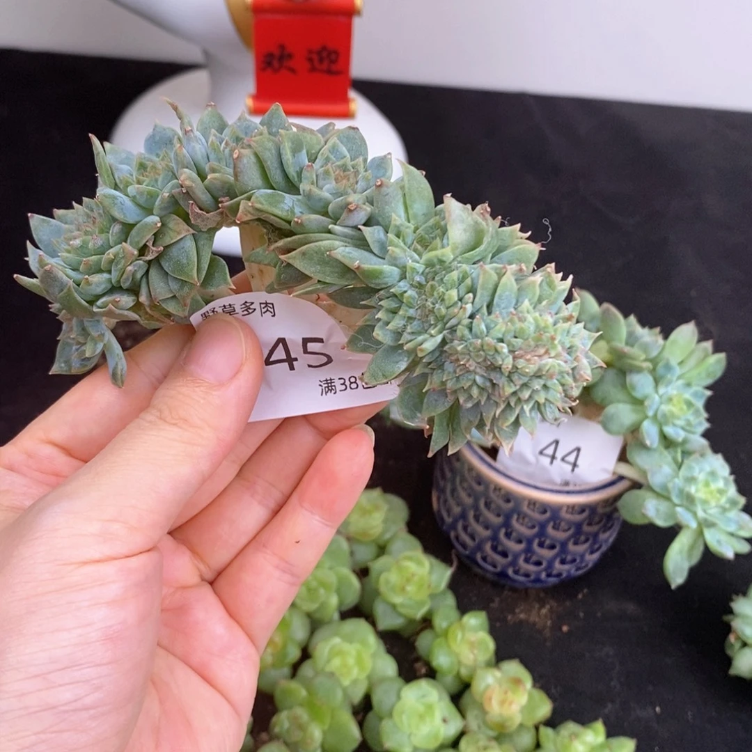 45号7头带缀冰魄一颗