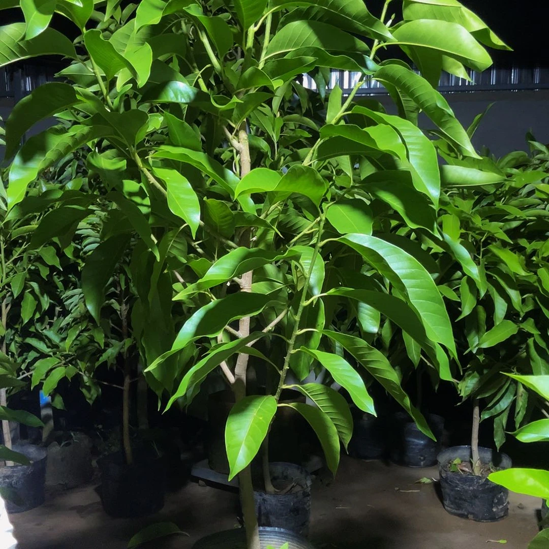 完全开放白兰花85价位福利款