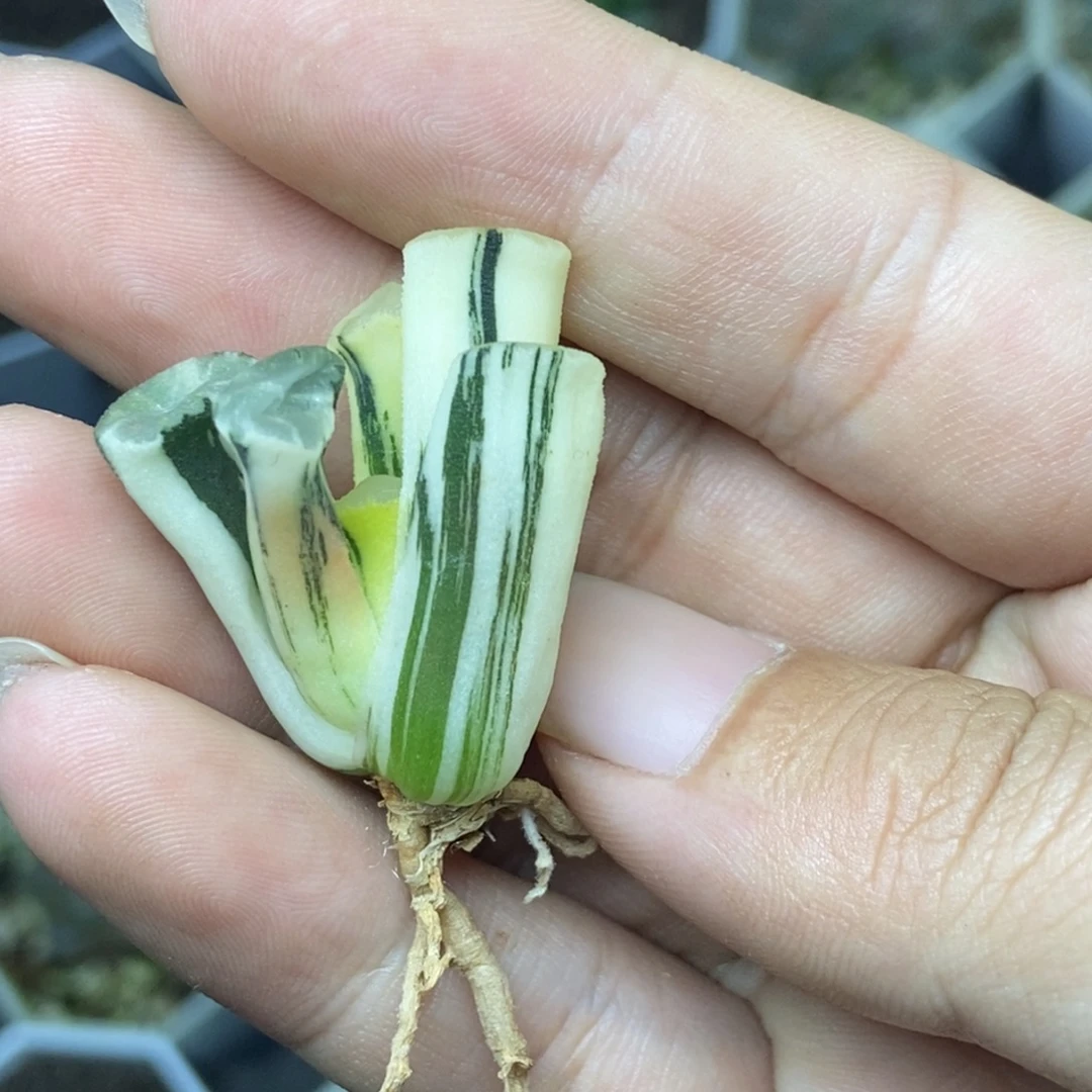 特价万象锦一物一拍