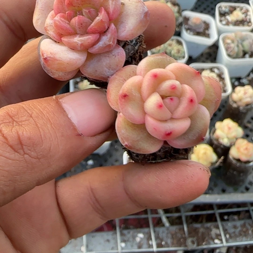 多肉小卡拉米糖心一物一拍