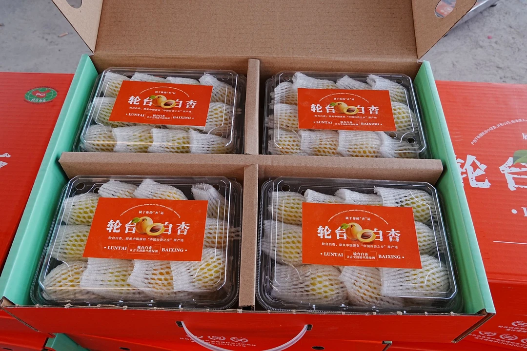 <顺丰包邮>正宗新疆轮台小白杏礼盒装