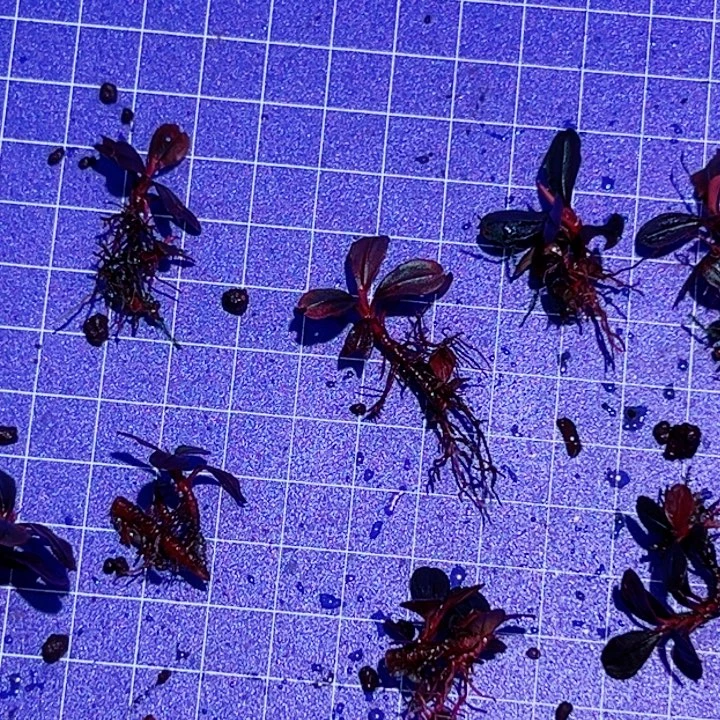 无花朵福利辣椒雅典娜