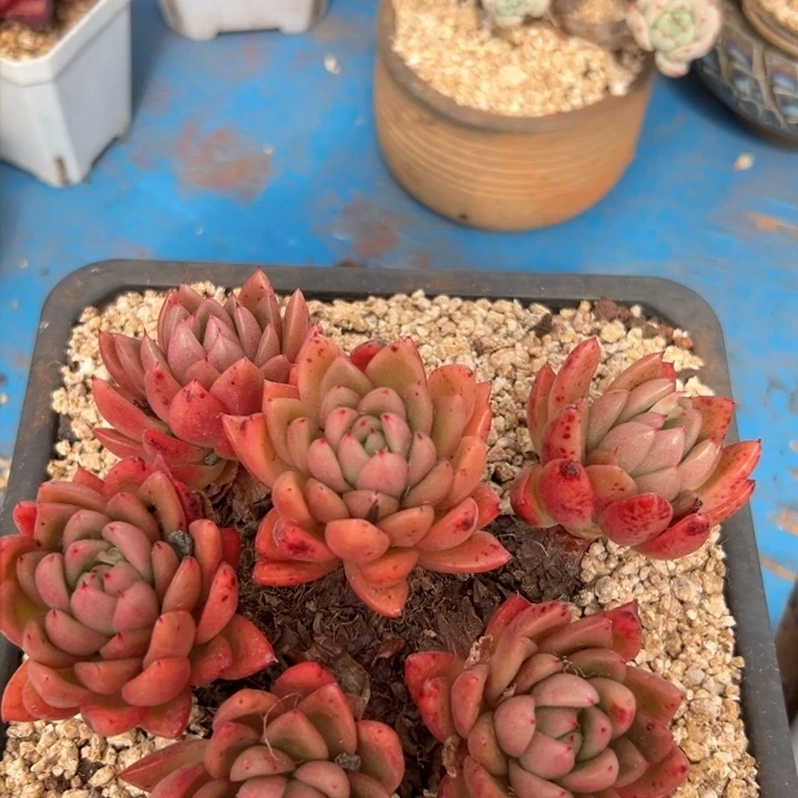 30号 东云 一物一拍