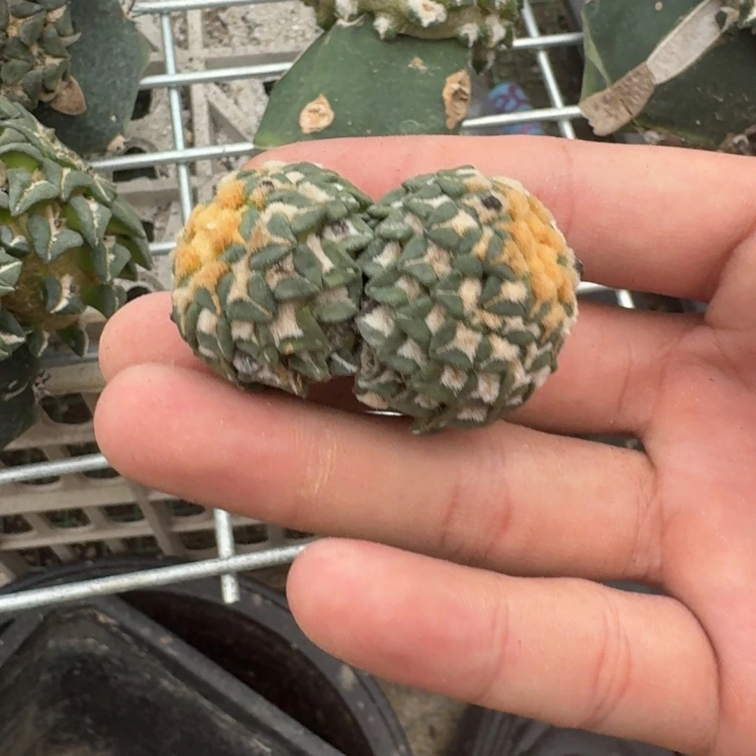 仙人球开花一个福利品