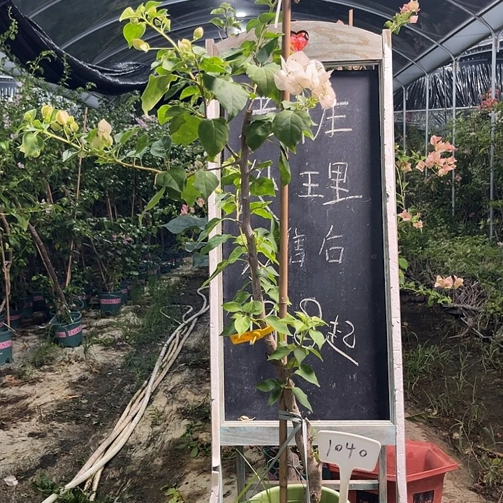 无花朵三角梅三角梅1040