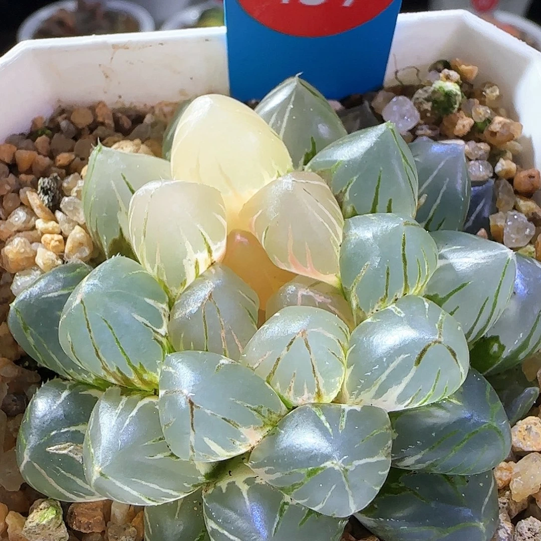 457号紫王玉露锦一物一拍带盆土